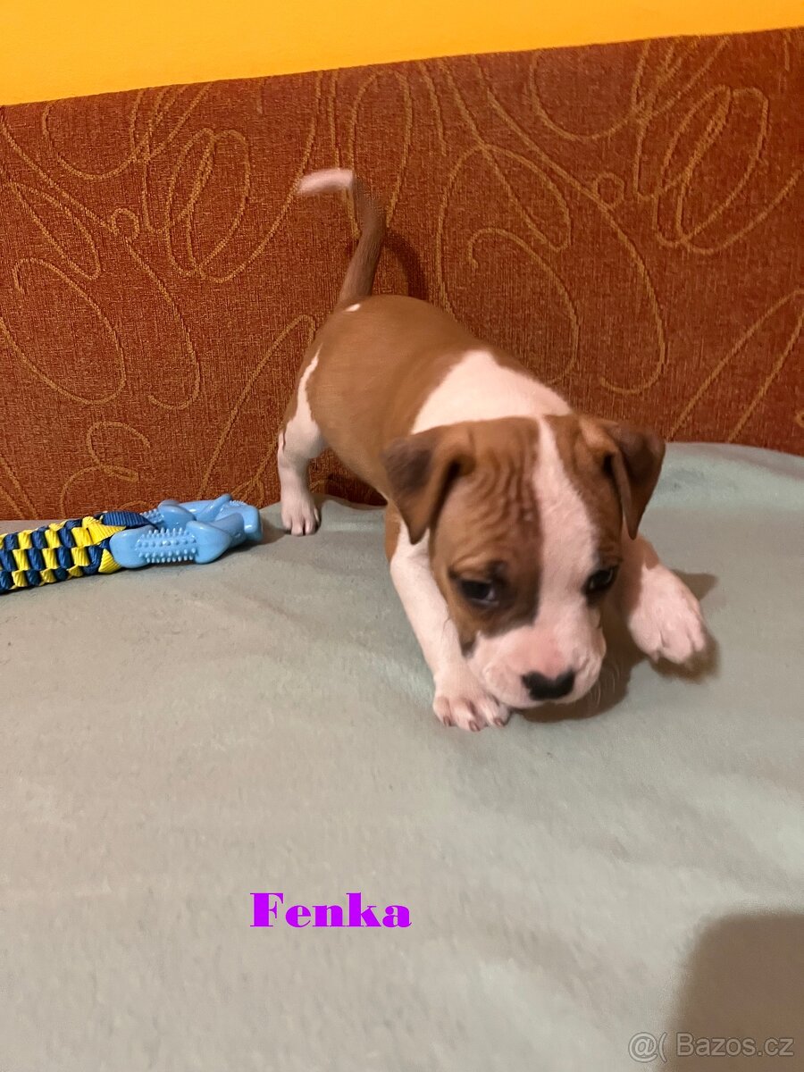 Americky Stafordšírský Terier šteniatka - 5