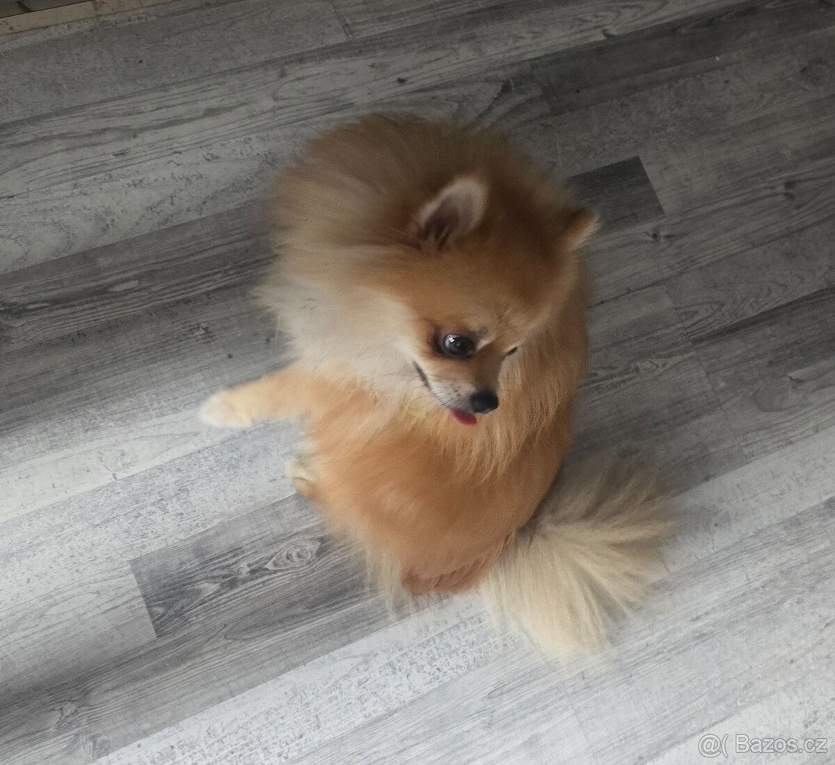 Pomeranian - 5