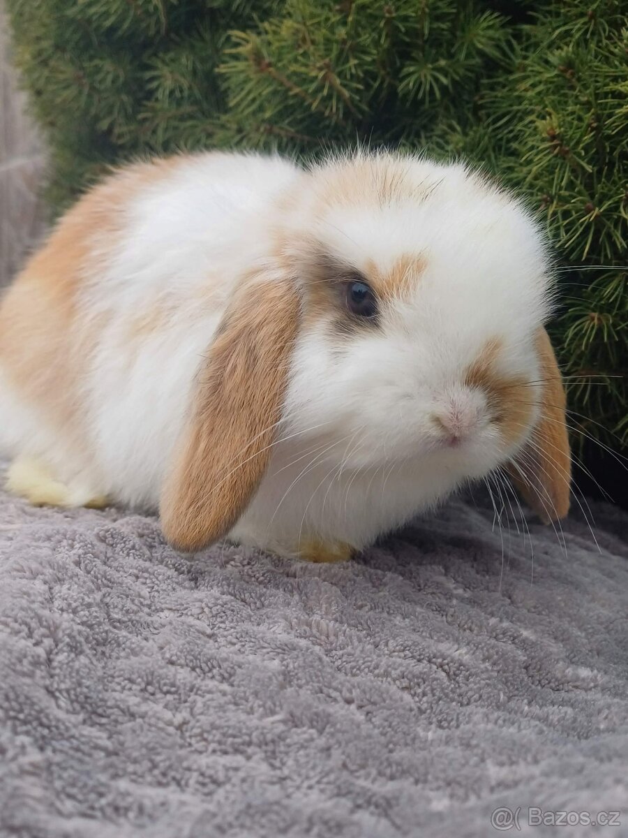 ★Poslední Volný Sameček Zakrslý Beránek MiniLop★ - 5