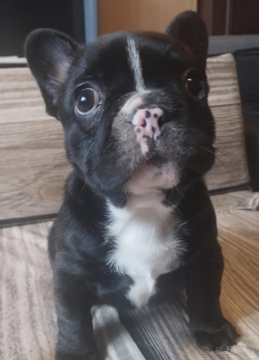 Francouzský buldoček - 5