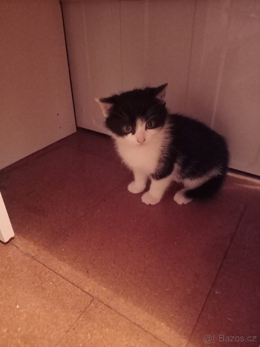 2 kocourci - 5