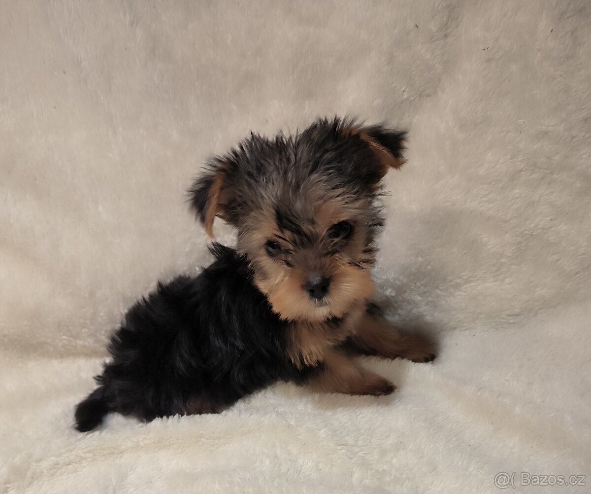 Jorkšírský teríer - 5