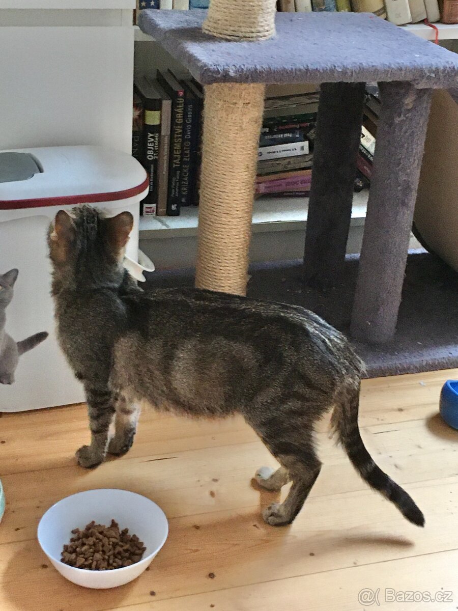 Kočičí maminka - 5