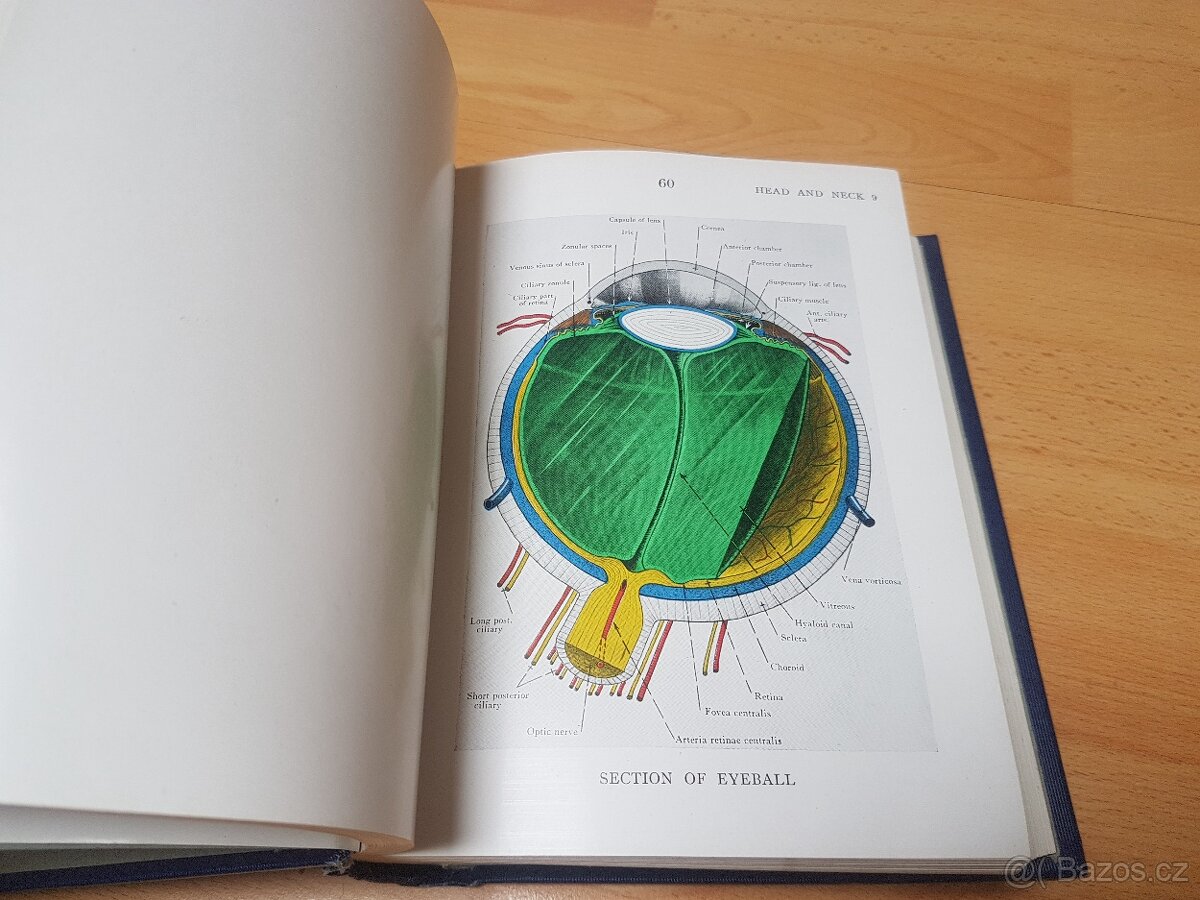 illustrations of regional anatomy - 5