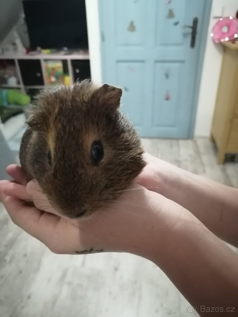 Morčátka - 5