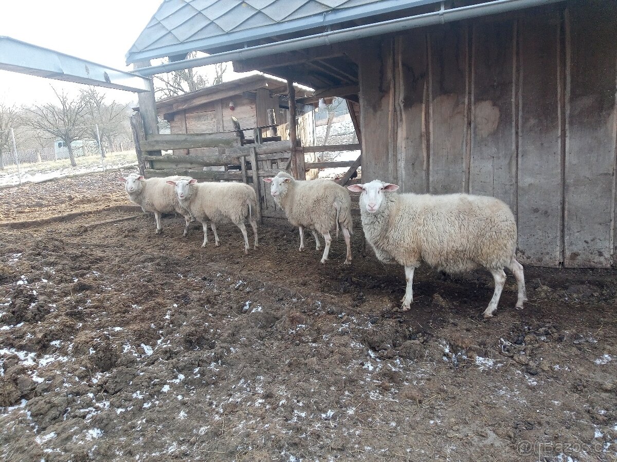 Vychodofrýské ovce - 5