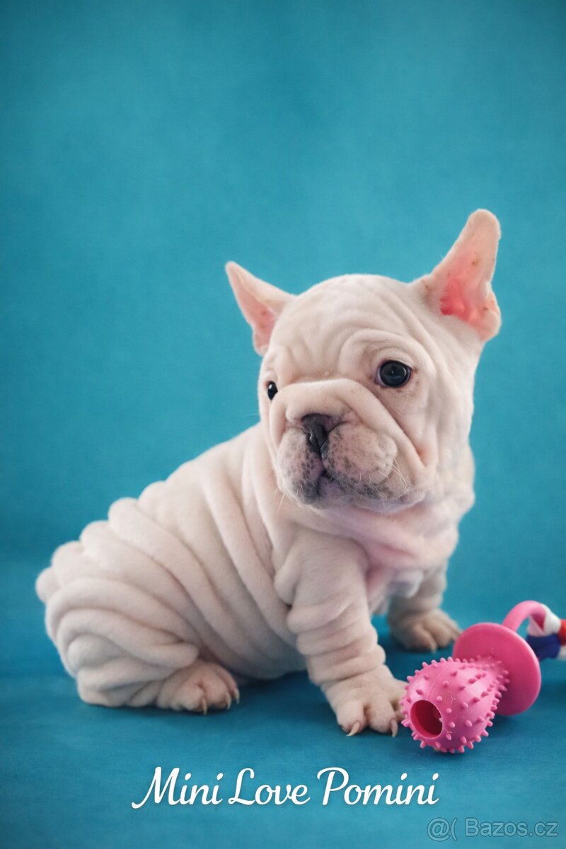 Francouzský buldoček s PP - 5