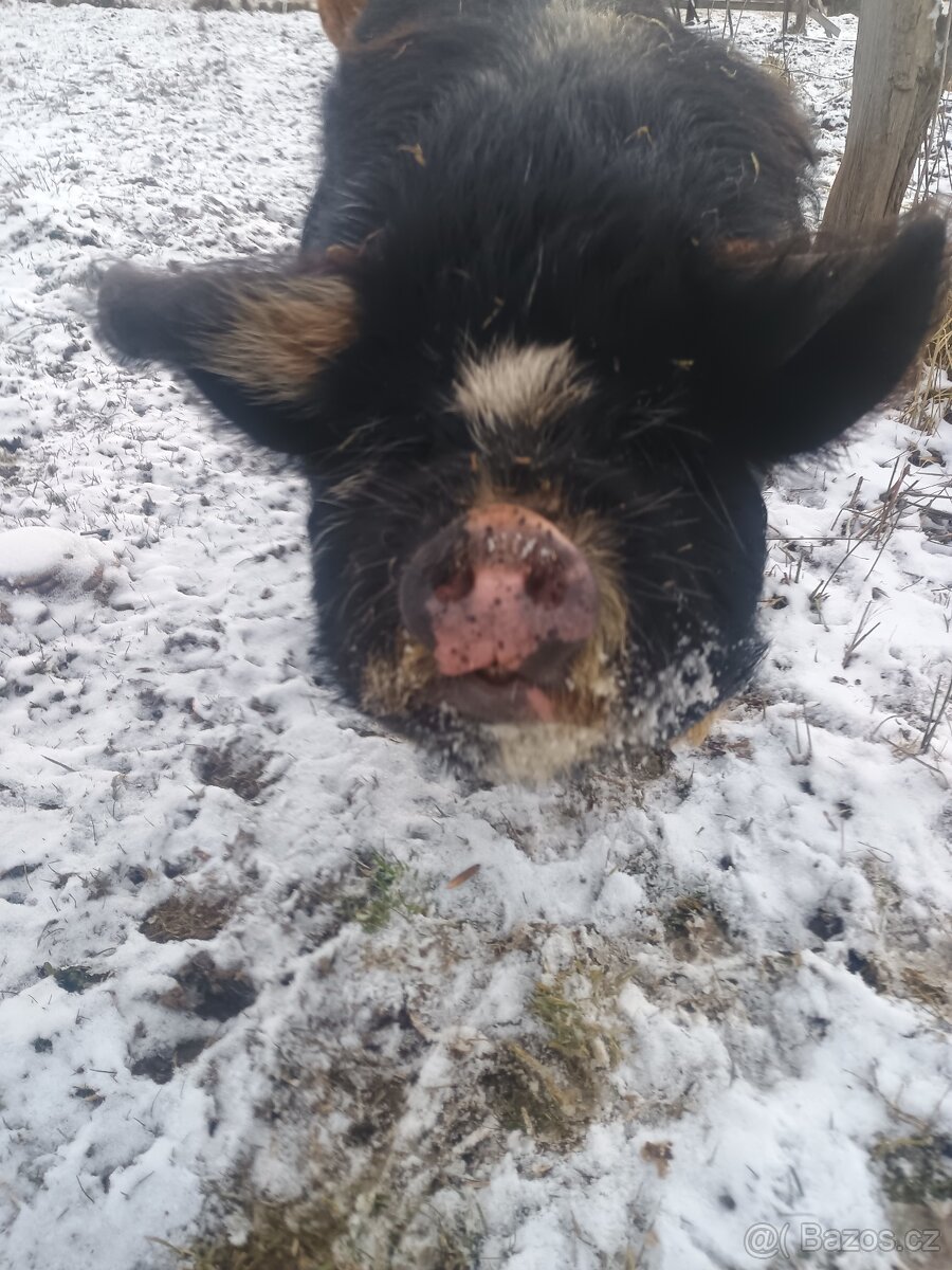 Kune Kune -kanec - 5