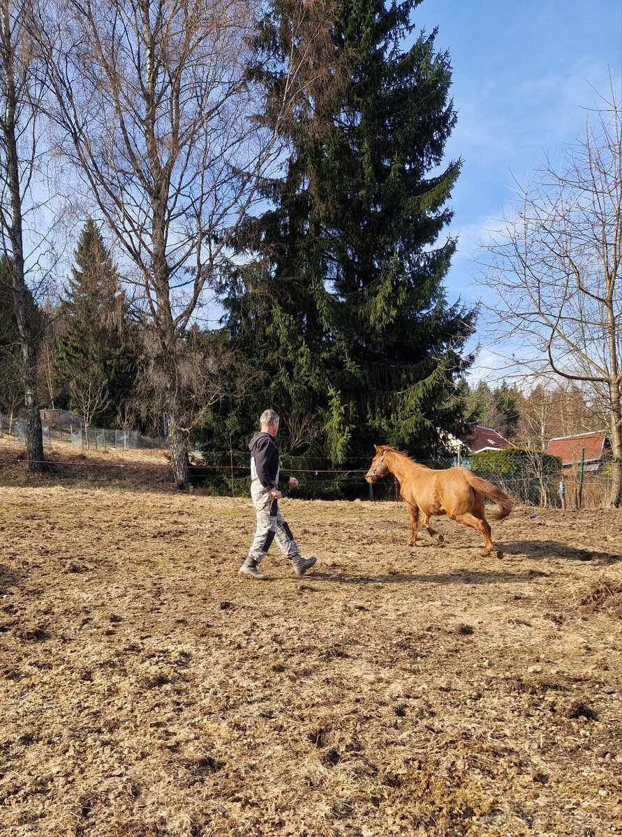 Kobylka QH 2r.barva Red Dun s PP - 5