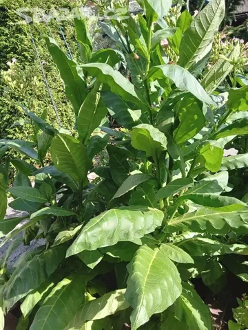 Tabak Virginský semínka - 5