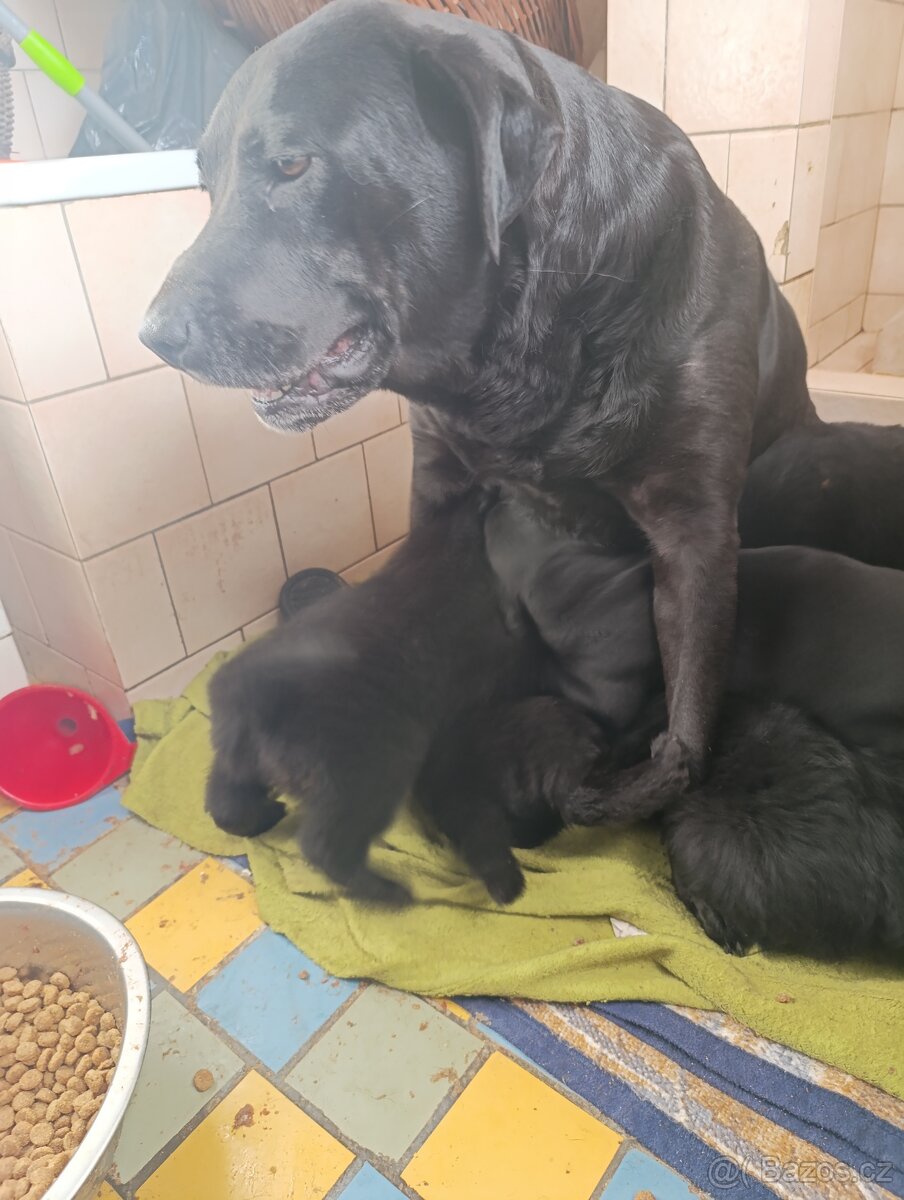 Štěňátka Labradorský retrívr - 5