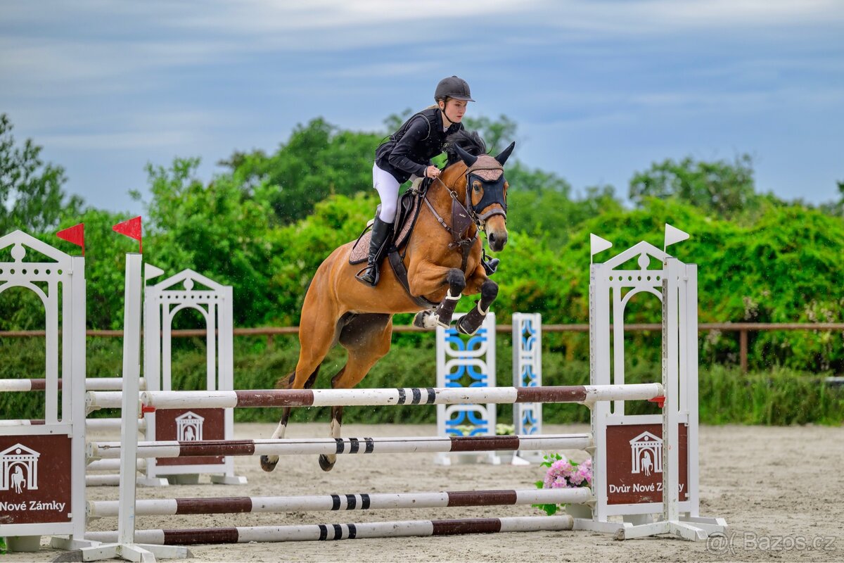 Šestiletá klisna ČT - 5