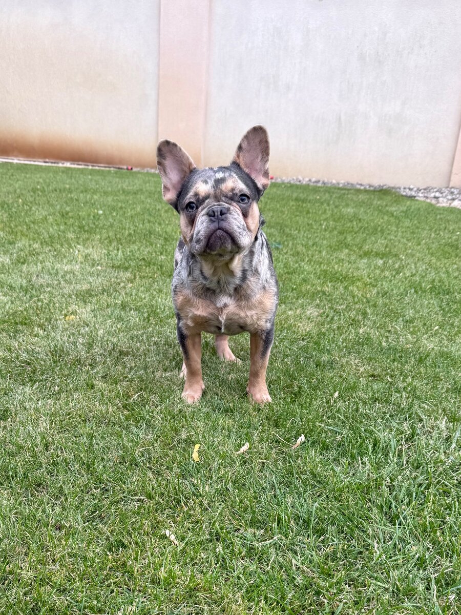 Francouzsky buldoček blue tan merle fenka - 5
