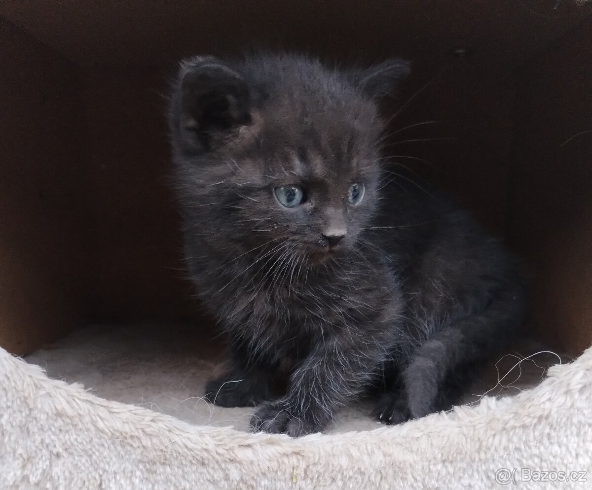 Daruji do dobrých rukou koťátko - 5