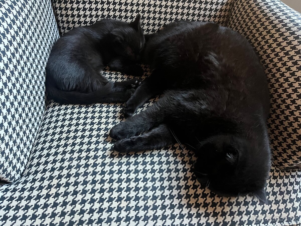 Černý kocour - 4 měsíce - 5