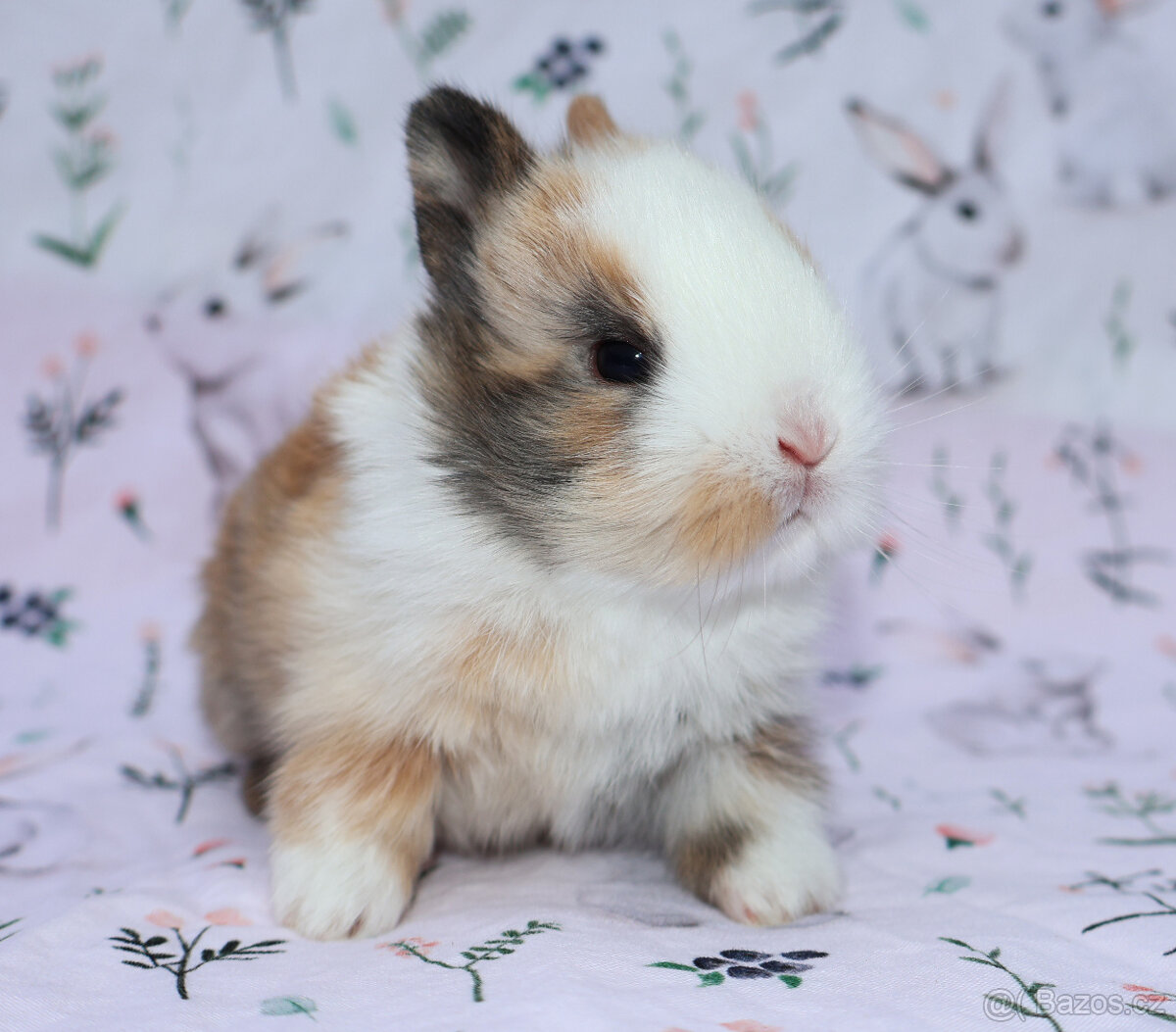 Zakrslý králíček sameček krátkouchý LOT . - 5