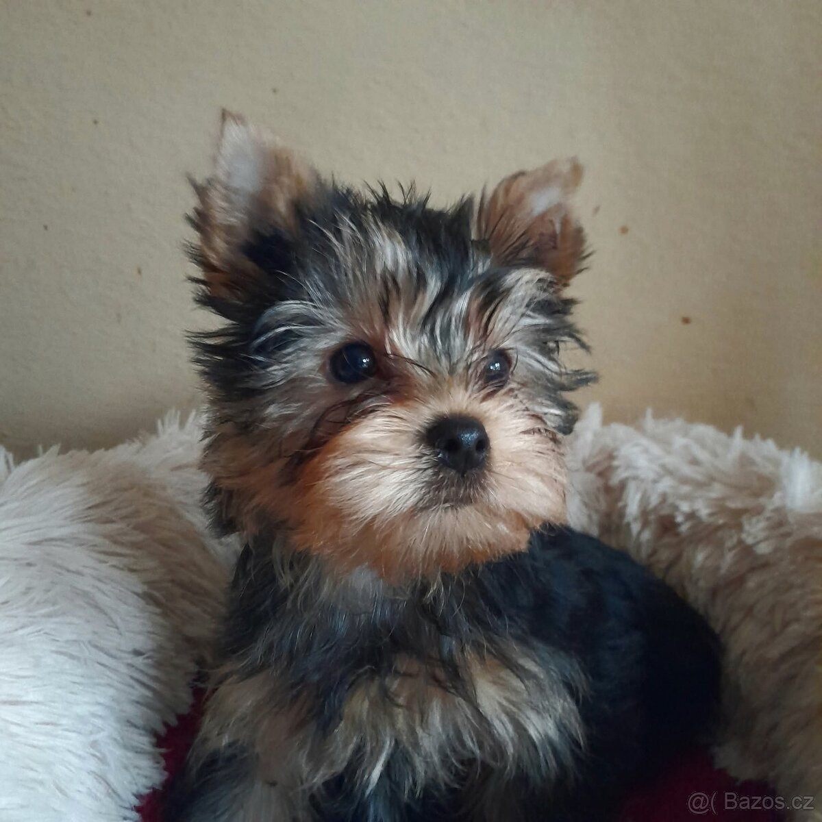 Jorkšírský teriér - 5