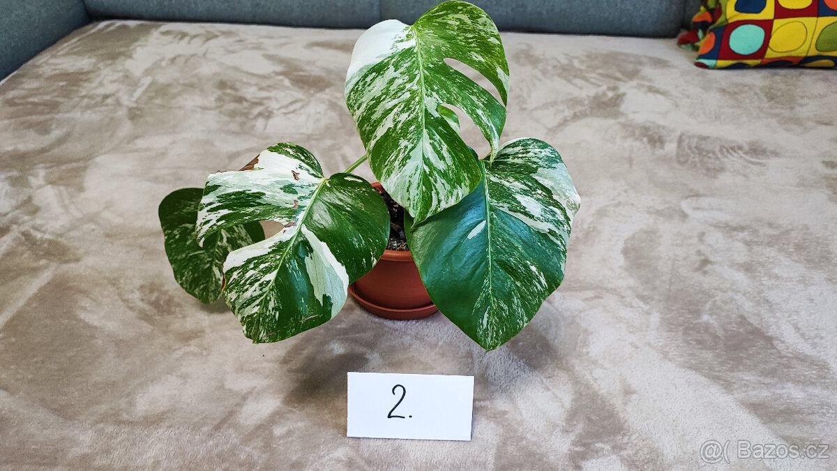 Panašovaná Monstera albo - 5