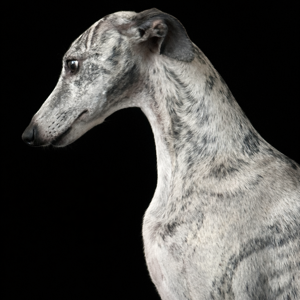 Whippet /vipet štěnátka s PP - 5