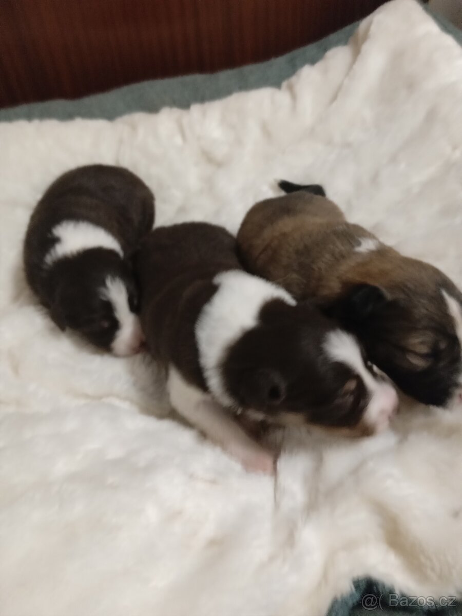 Štěňata Border kolie bez PP - 5