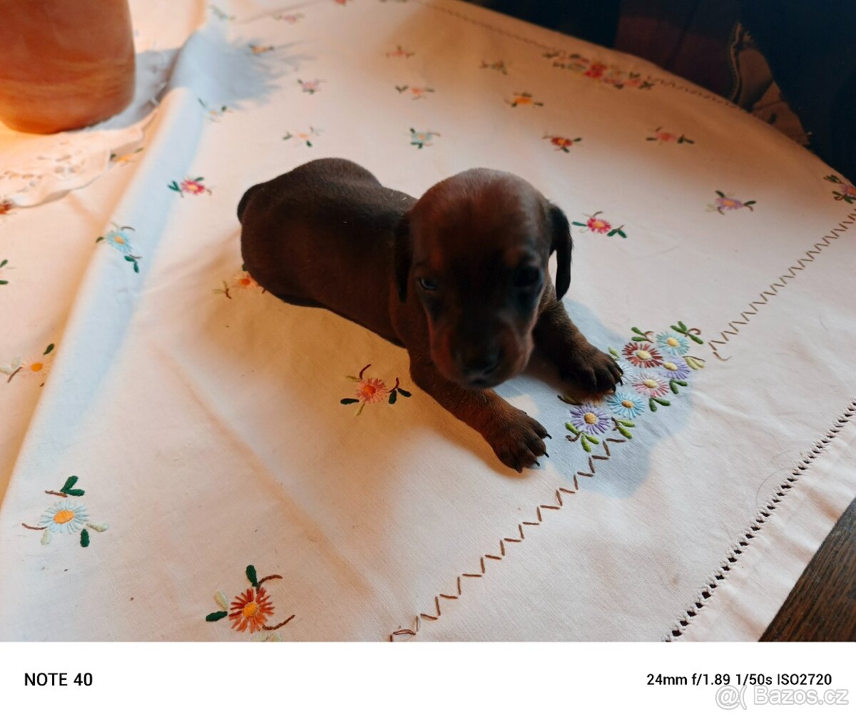 Trpasličí jezevčík štěňata - 5