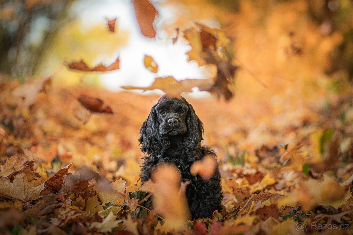 Americký kokršpaněl s PP - 5