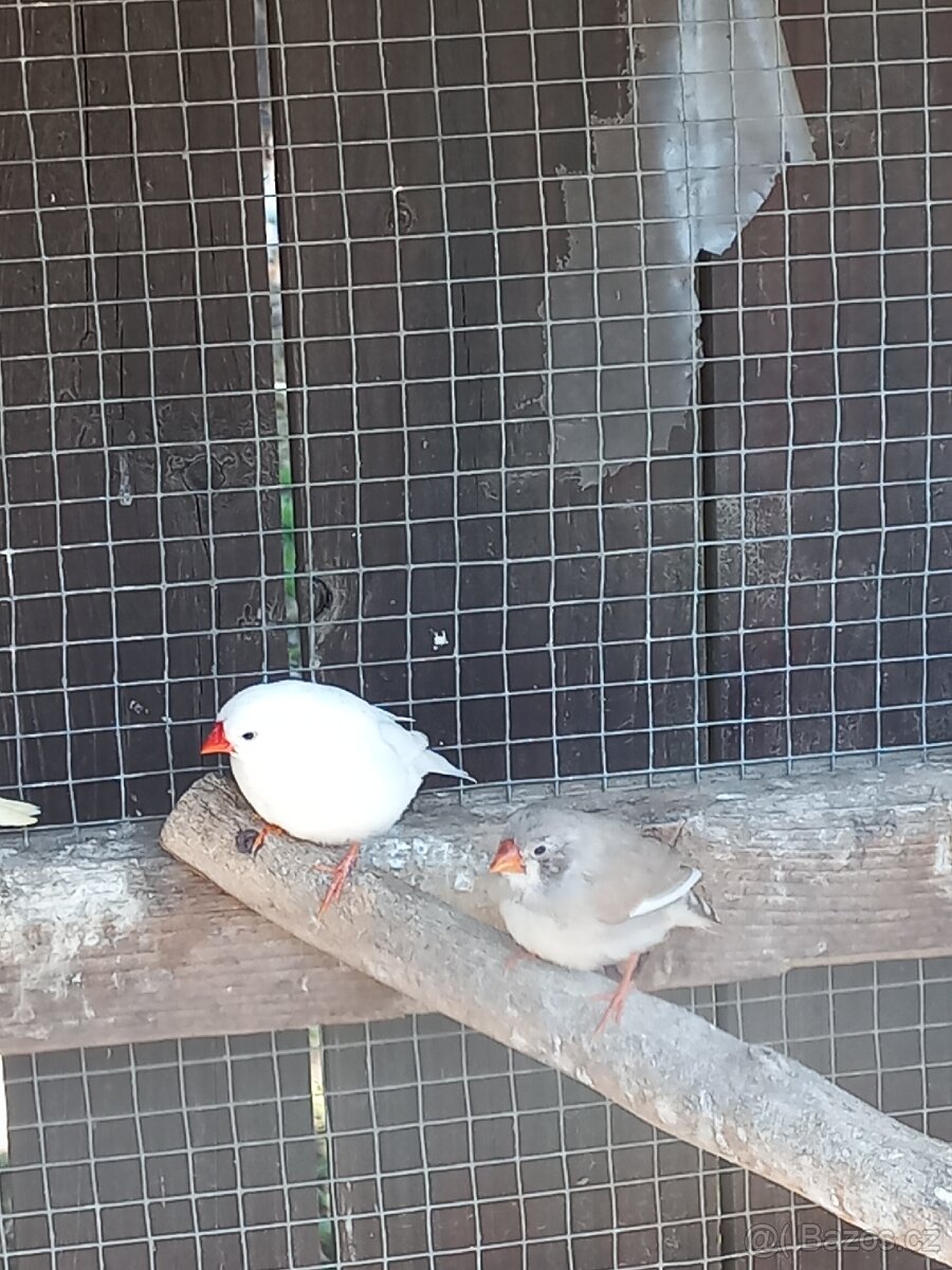 Kanáři, zebřičky - 5