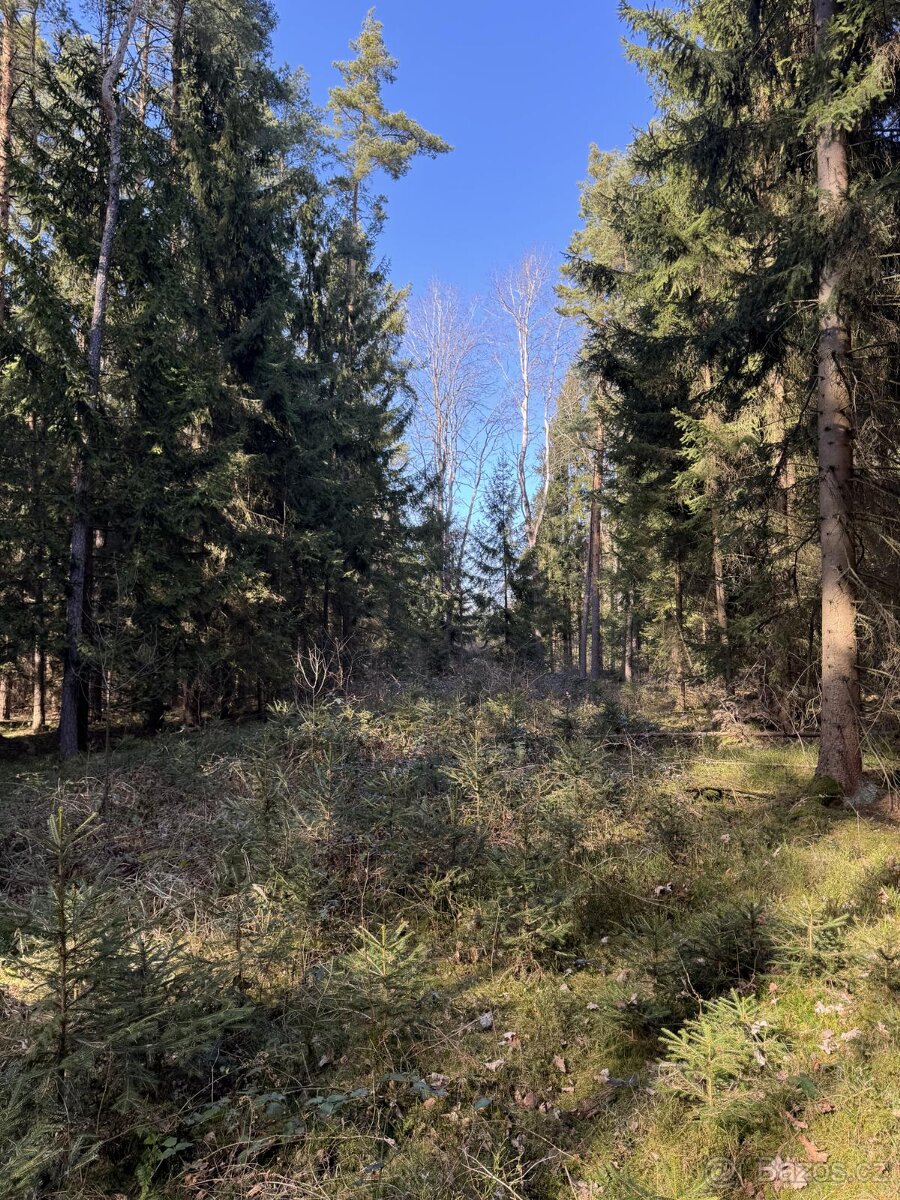 Prodám lesní pozemky v k.ú. Vlastiboř u Soběslavi - 5