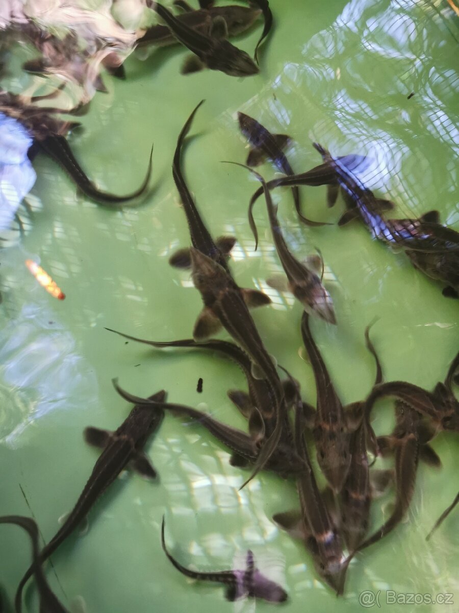 Jeseter sibiřský násada - 5