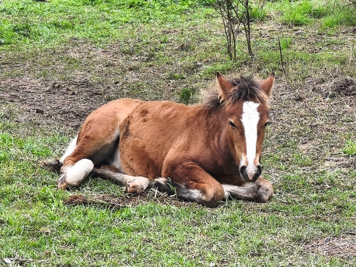 Pony B - irský cob - 5