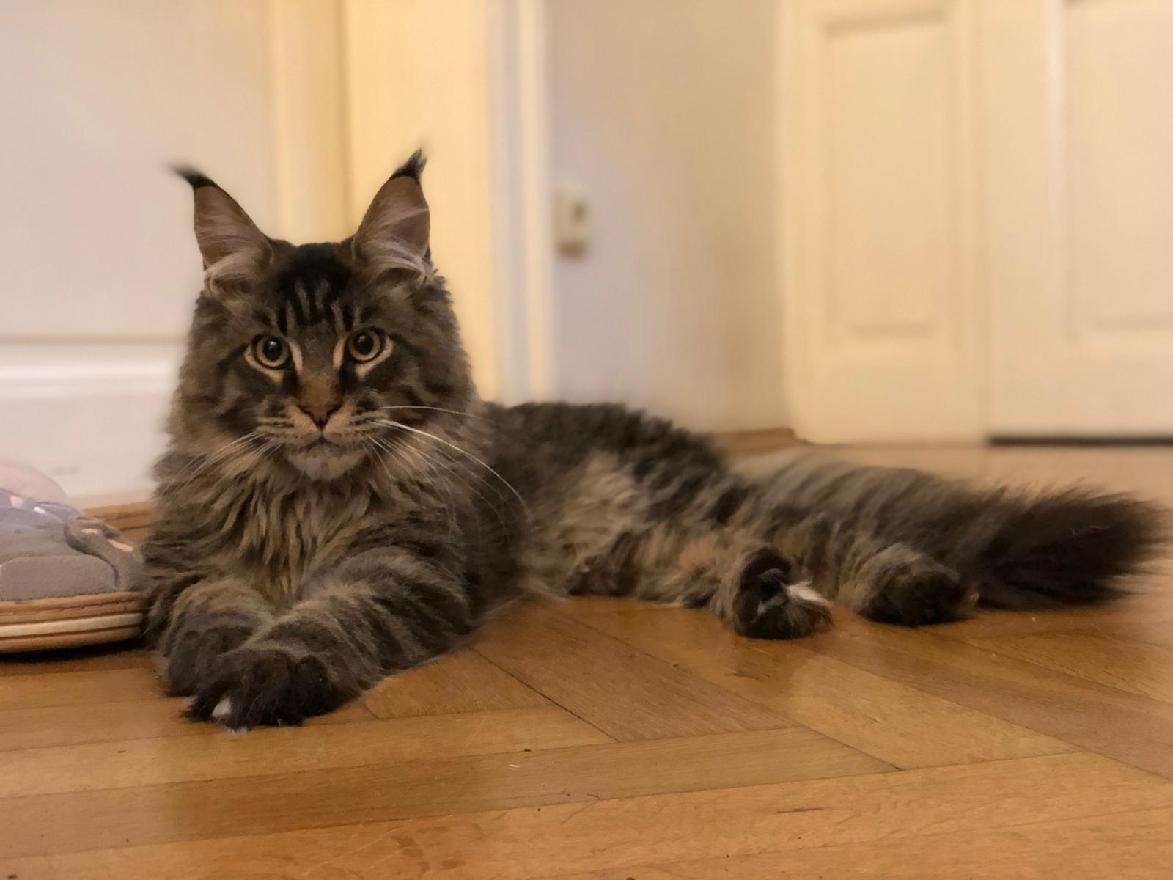 Mainská mývalí s PP - 5