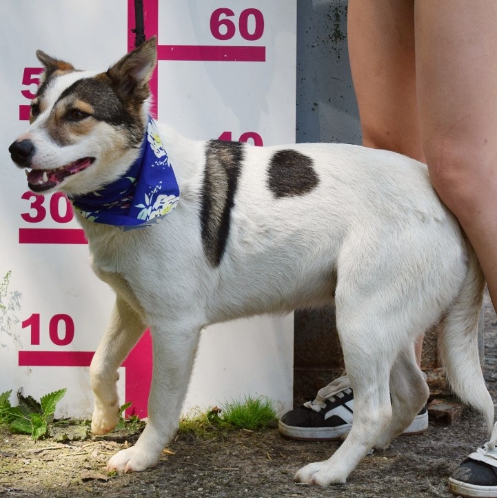 ESTA K ADOPCI - umazlená kráska, AKUTNÍ - 5