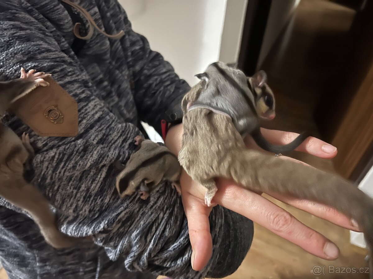 Vakoveverka 🐿️ Létavá - 5