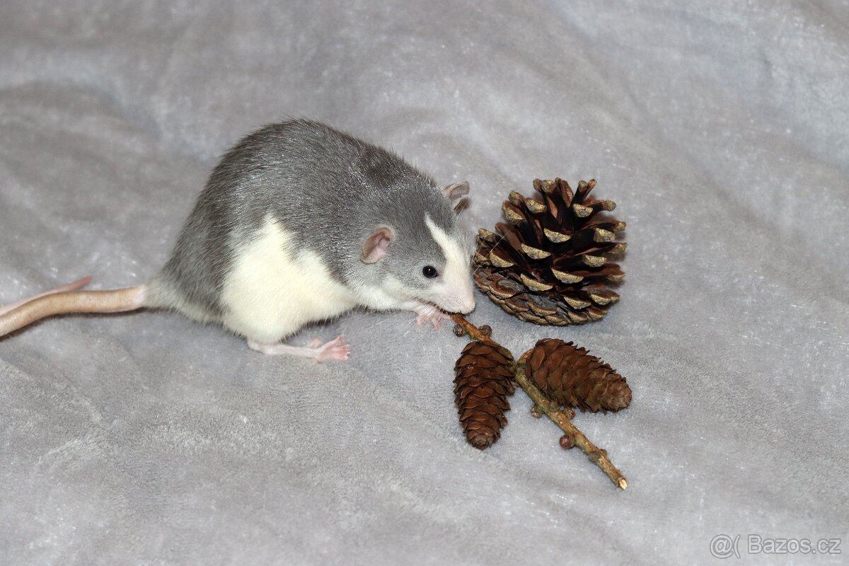 Vymazlená samička potkan DUMBO - 5