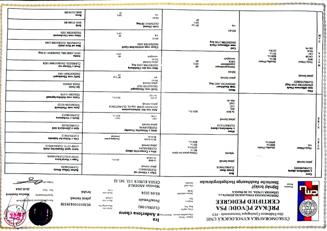 Štýrský brakýř - 5