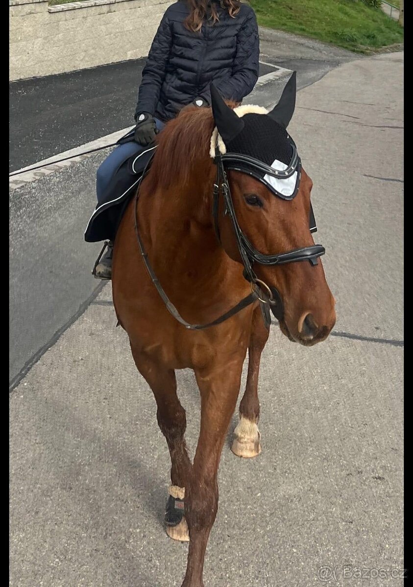 Valach 15 let do agroturistiky nebo jako hobby kůň - 5