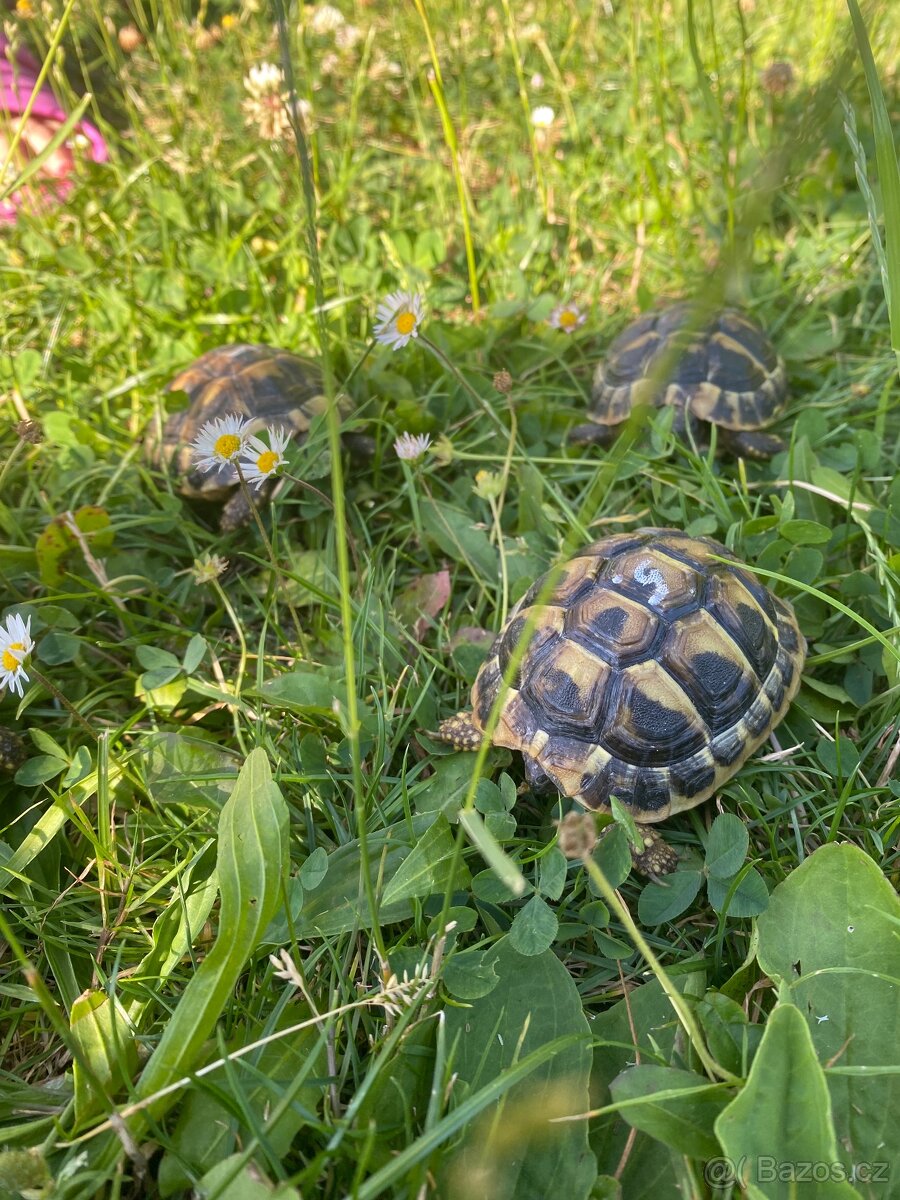 Želva zelenavá - 5