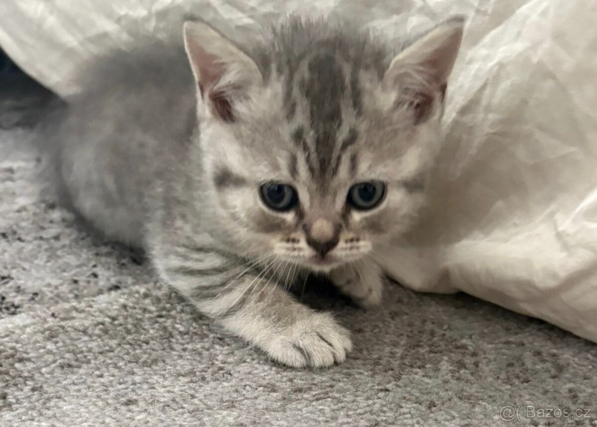 Koťátka - 5