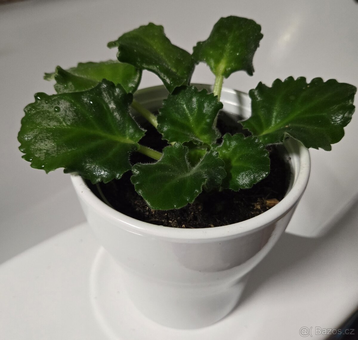 Fialka "curly" bílá - 5