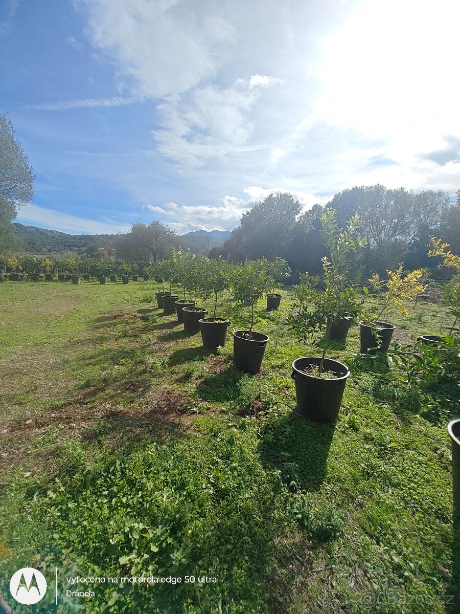 Citrusy v květináči, pomeranče, citróny, mandarinky - 5