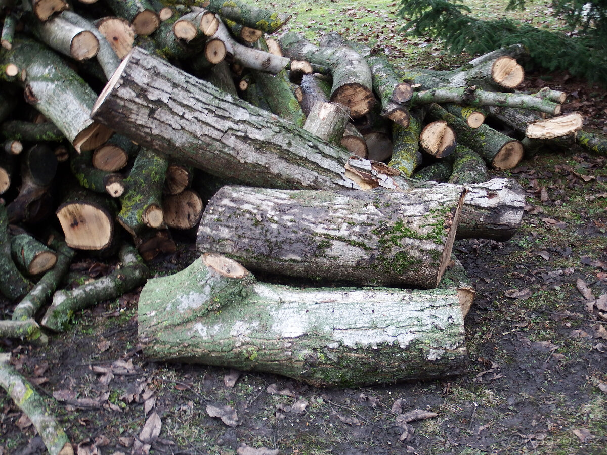 Prodej kmene ořešáku 1 - 5