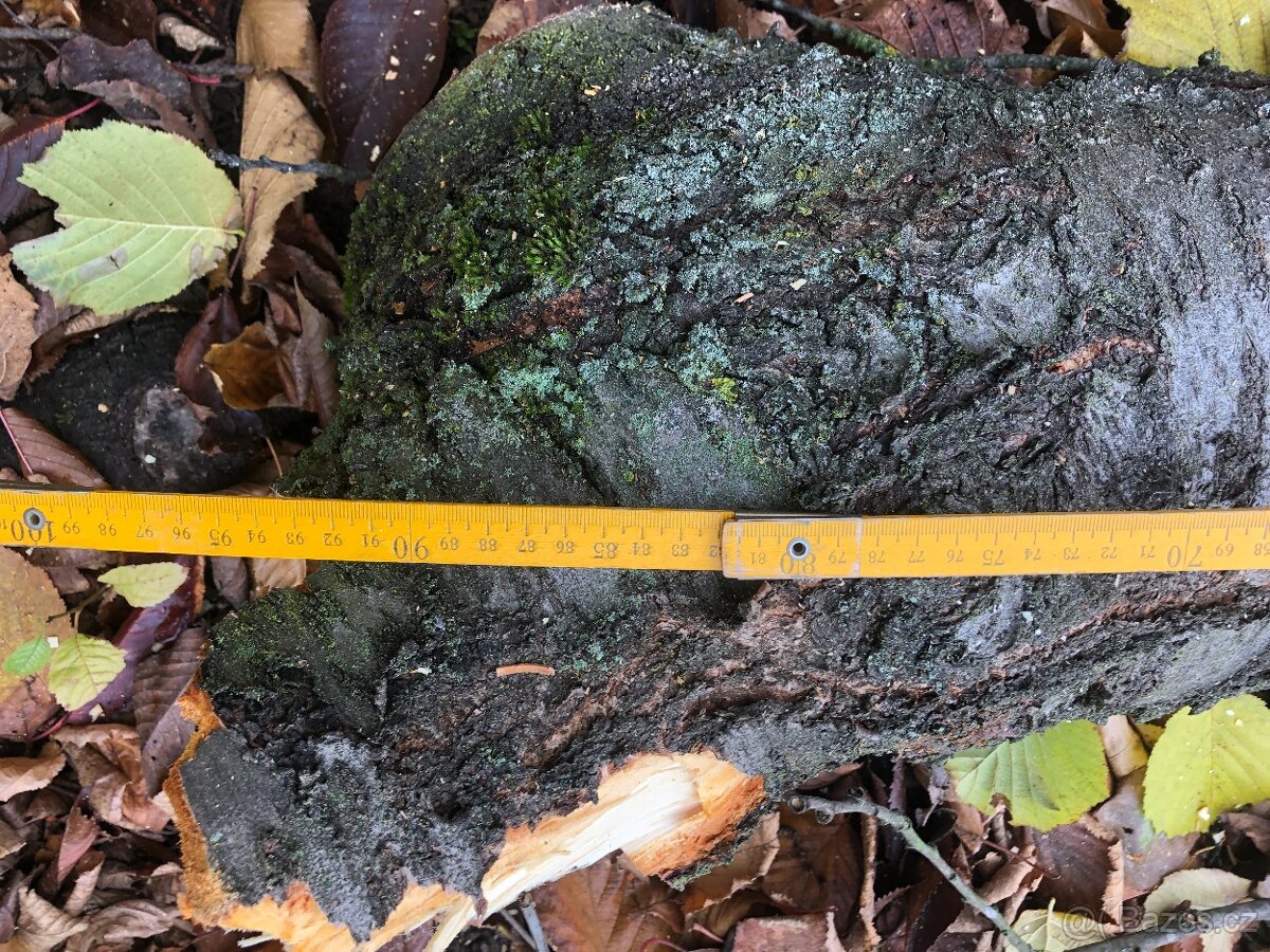 Prodám kmen třešně - vhodné pro řezbáře nebo stolaře - 5