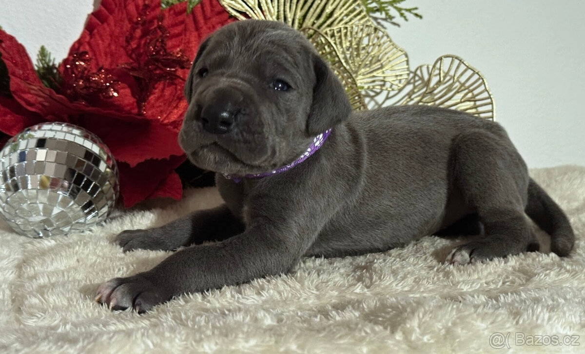 Německá doga modrá - 5