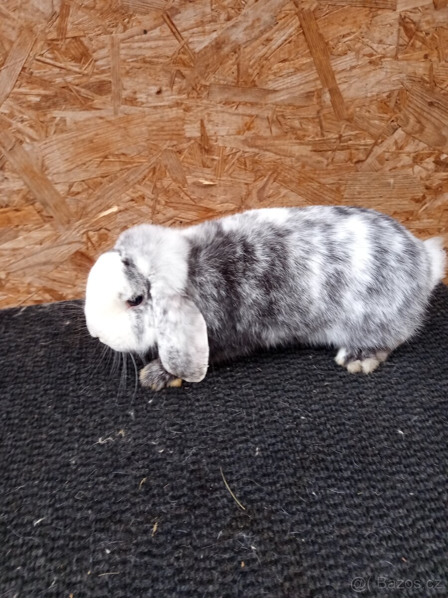 Zakrslý beran rhönský - 5