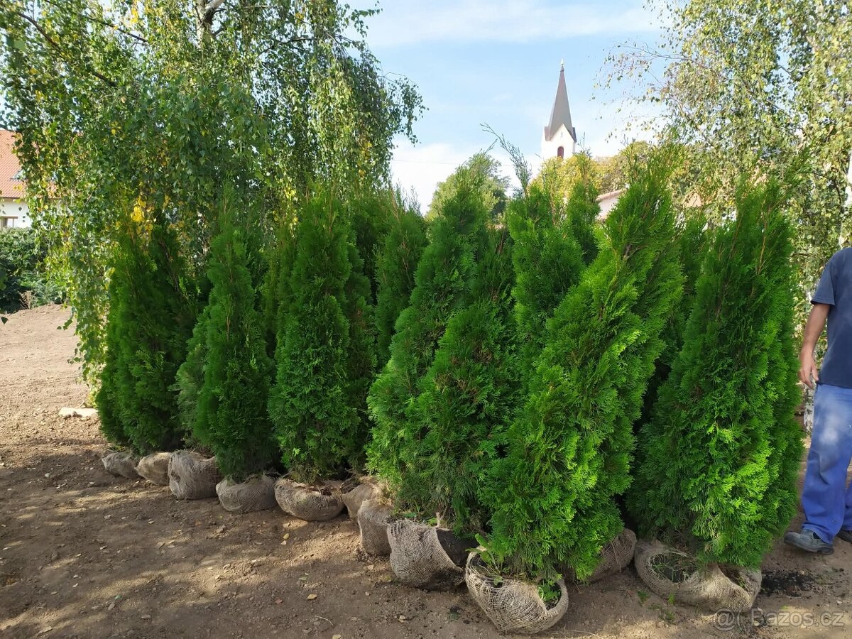 Thuje smaragd - 5