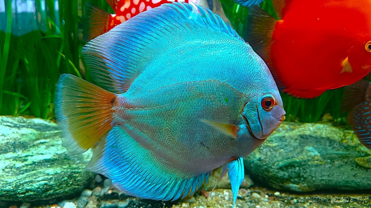 Tetra Discus Granules - granule pro terčovce - 5