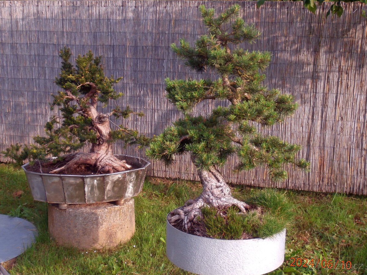 Bonsaje a okrasné dřeviny - 5