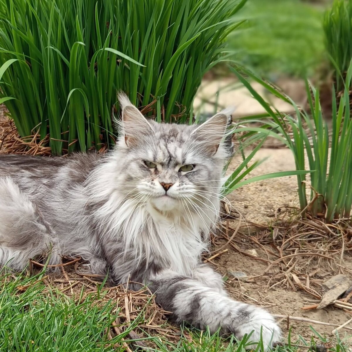 Mainské mývalí koťátko. MCO s pp - 5