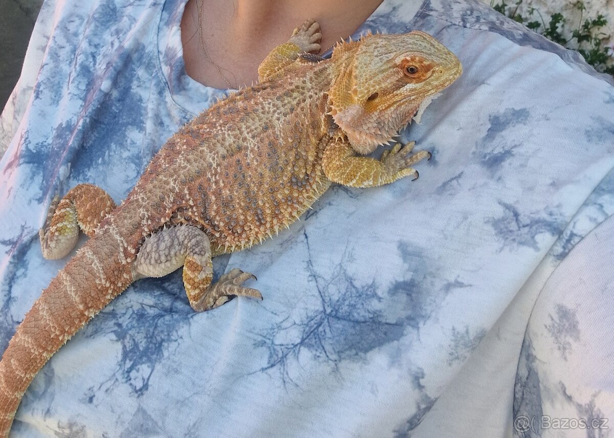 Prodám terárium - 5