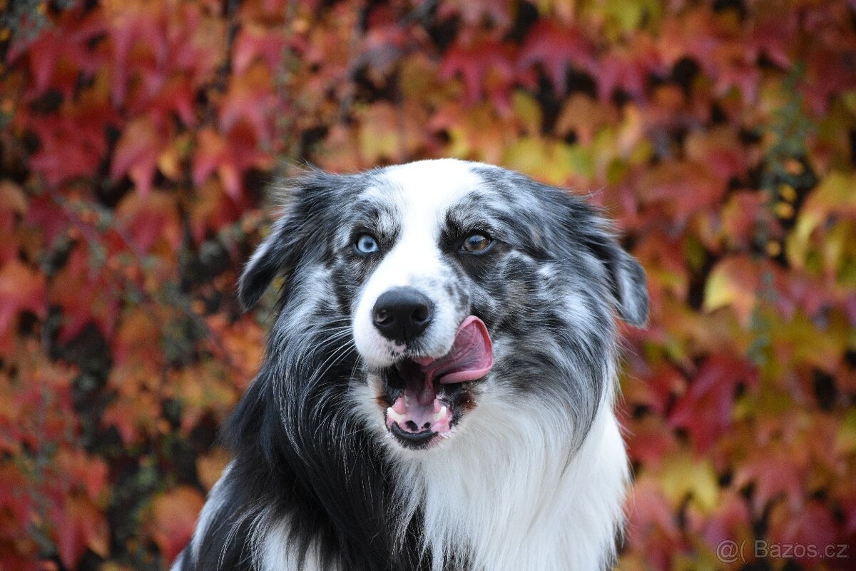 Krycí pes border kolie s PP FCI, nabídka krytí - 5